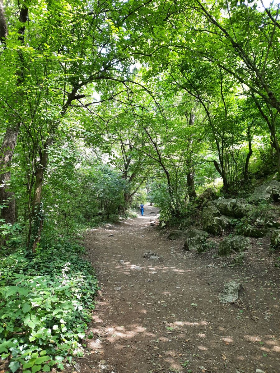 Ein Weg führt durch den Wald in üppigem Grün. Ganz weit in der Ferne läuft Claudia. Sie trägt eine blaue Hose und ein blaues T-Shirt.