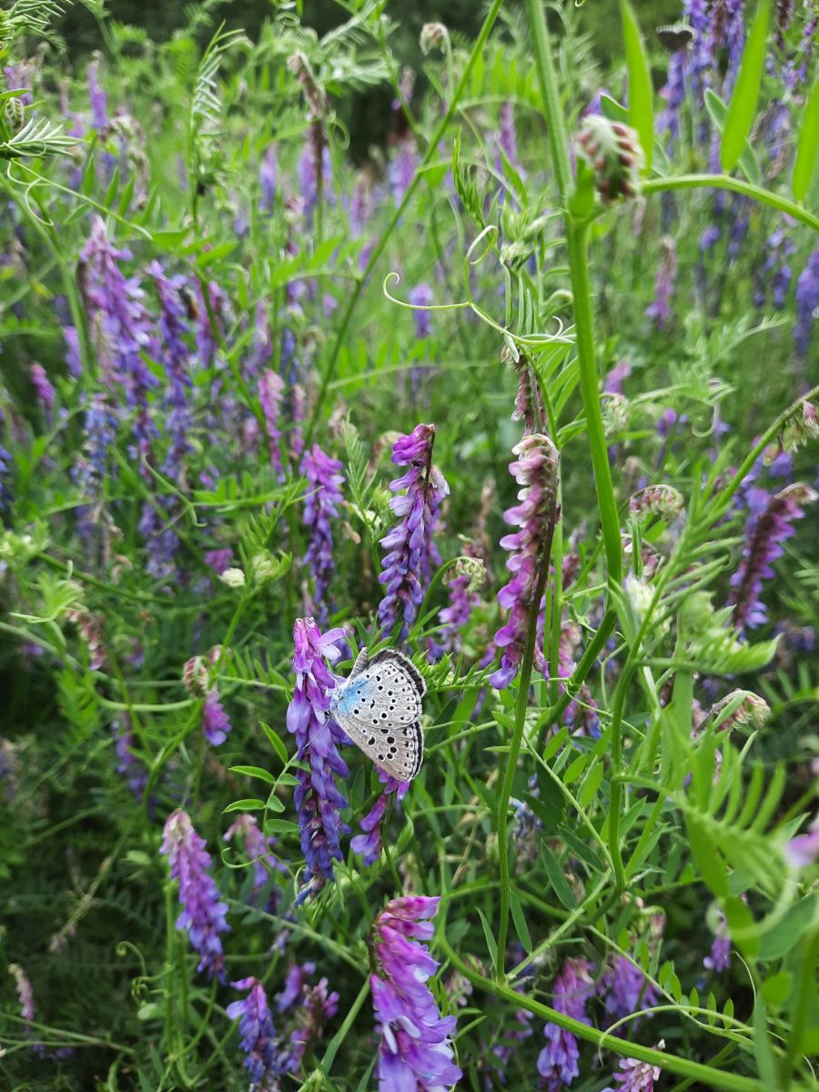 Eine Sommerwiese auf dem violette Blumen blühen. Im Vordergrund ein weißer Schmetterling mit dunklen Punkten. Vermutlich ein Bläuling.