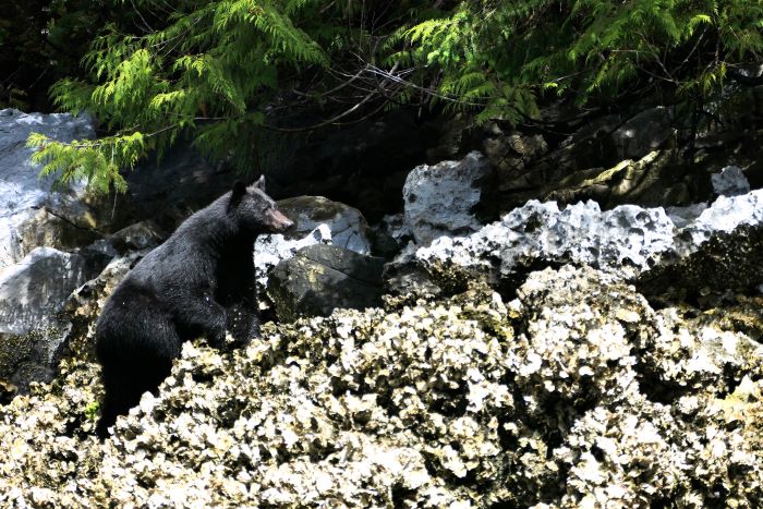 Schwarzbär beim Nahrung suchen