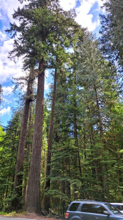 Cathedral Grove Vancouver Island Kanada