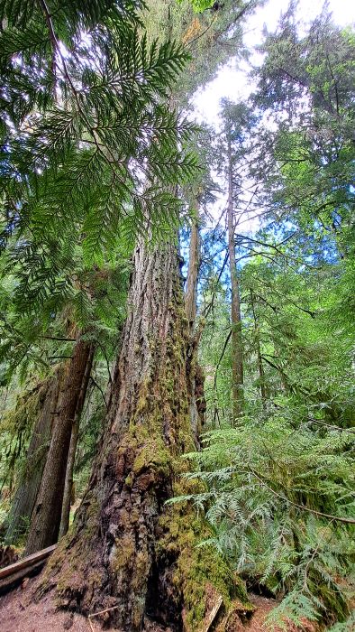 Cathedral Grove Vancouver Island Kanada