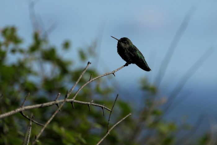 Kolibri Kanada