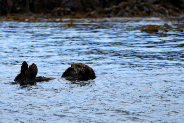 Seeotter