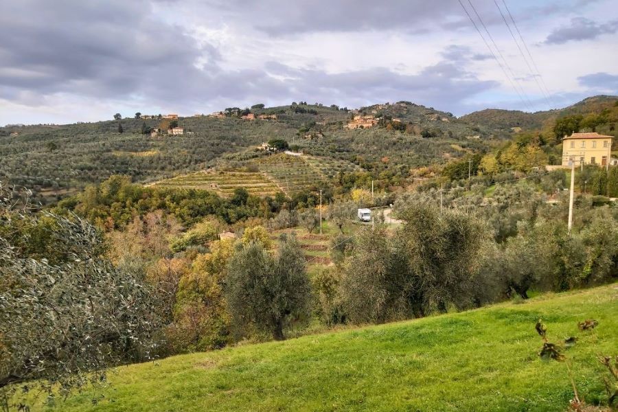 Blick auf Olivenhaine und Weinreben in der Hügellandschaft um Vinci in der Toskana