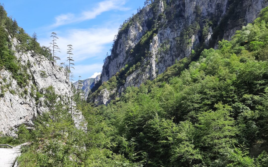 Blick in die Tara-Schlucht in Montenegro. Links und rechts steil aufragende Felswände im Vordergrund grüne Bäume