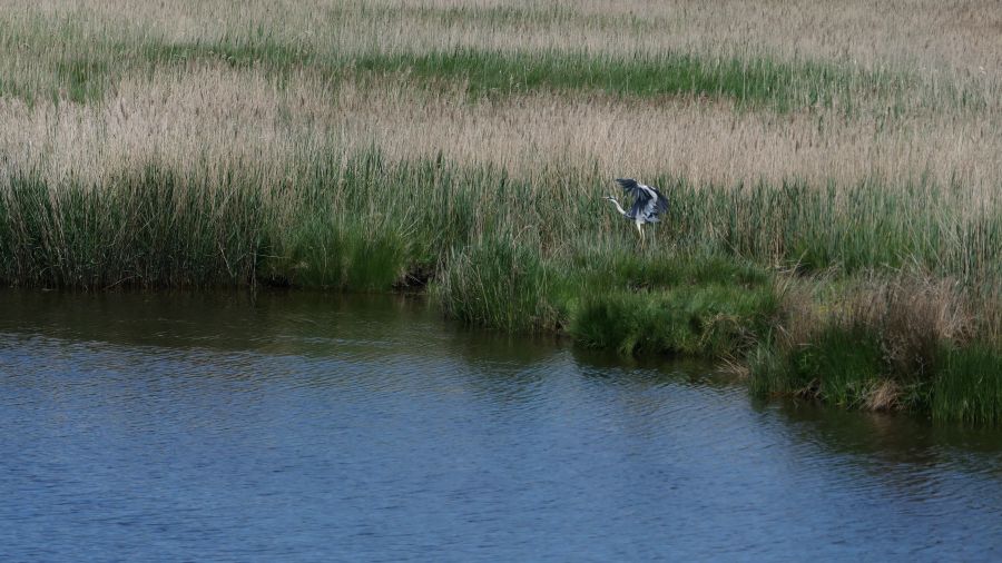 ein Graureiher startet aus dem Ufergras in der Rostocker Heide