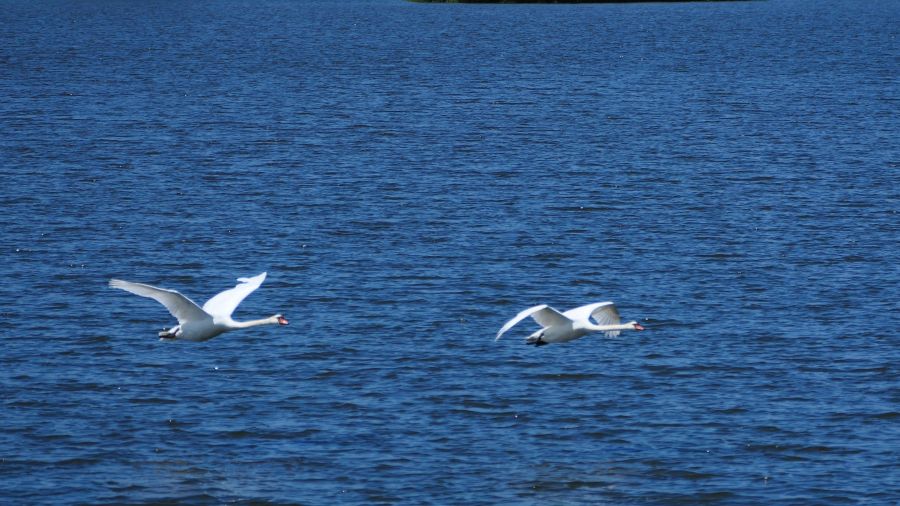 zwei Schwäne fliegen über blaues Wasser