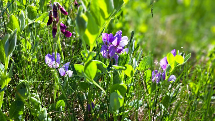 Wilde Blumen blühen am Strand beim Camping Solvang