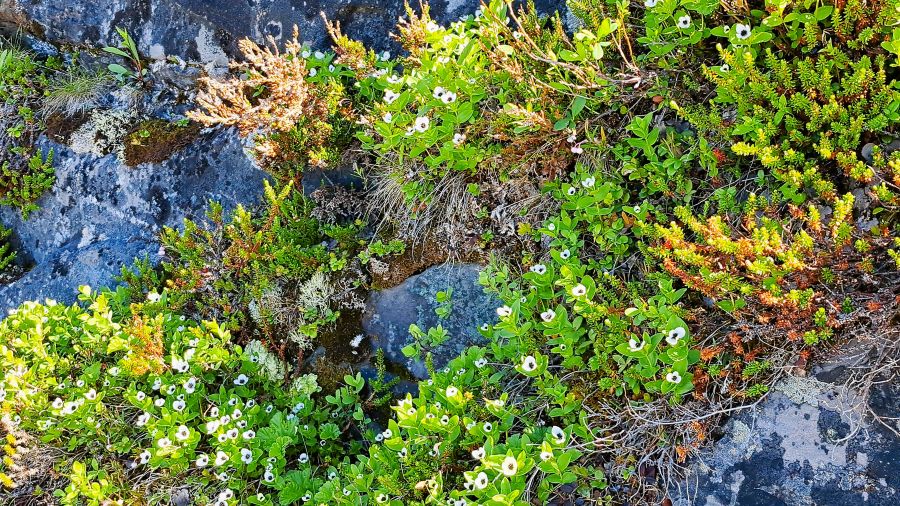 Moos, Flechten und kleine Blüten auf einem Felsen im Außengelände des Alta-Museums