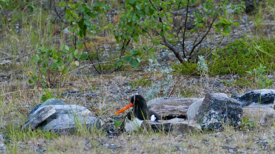 Austernfischer in seinem gut getarnten Nest zwischen Steinen