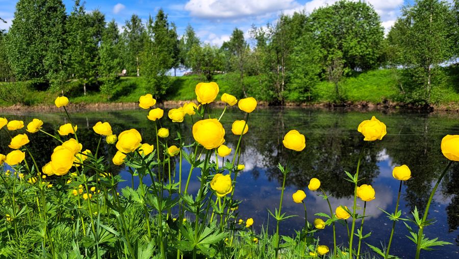 Trollblumen im Garten des Arktikum Museums in Rovaniemi