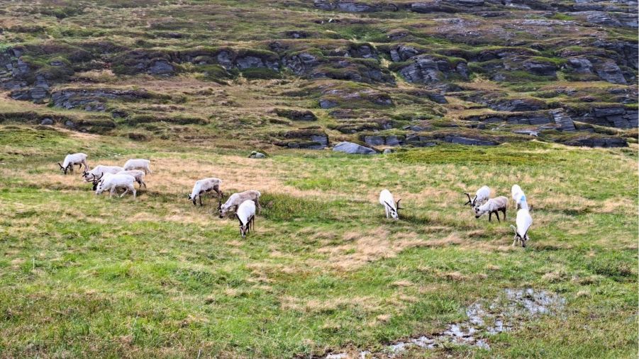 Weiße Rentiere auf dem Weg zum Nordkapp