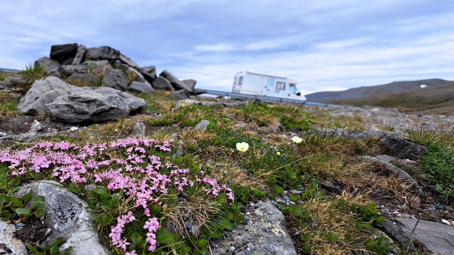 Rosa Tundrablumen am Straßenrand auf Magerøya, im Hintergrund ein Wohnmobil