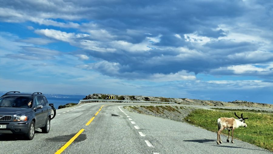 Rentier überquert die Straße auf Magerøya vor Fjordkulisse