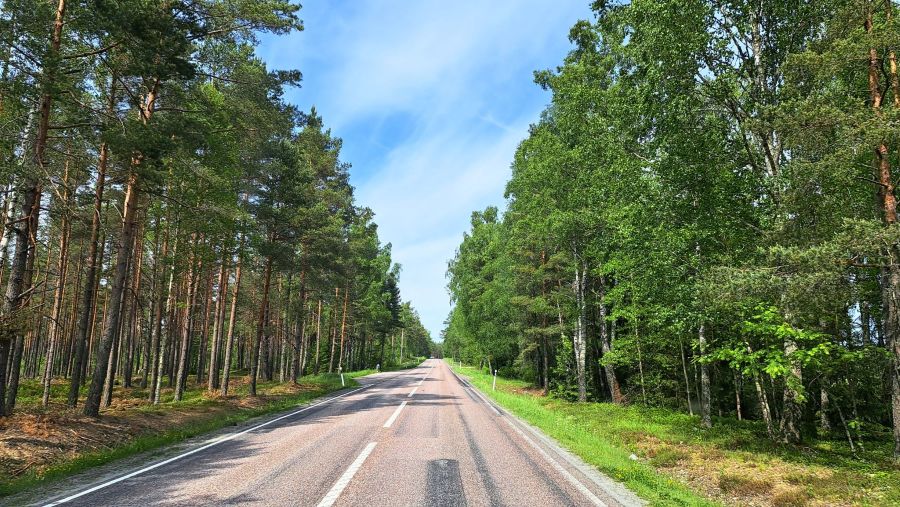 Landstraße durch dichten Wald in Südschweden im Sommerlicht