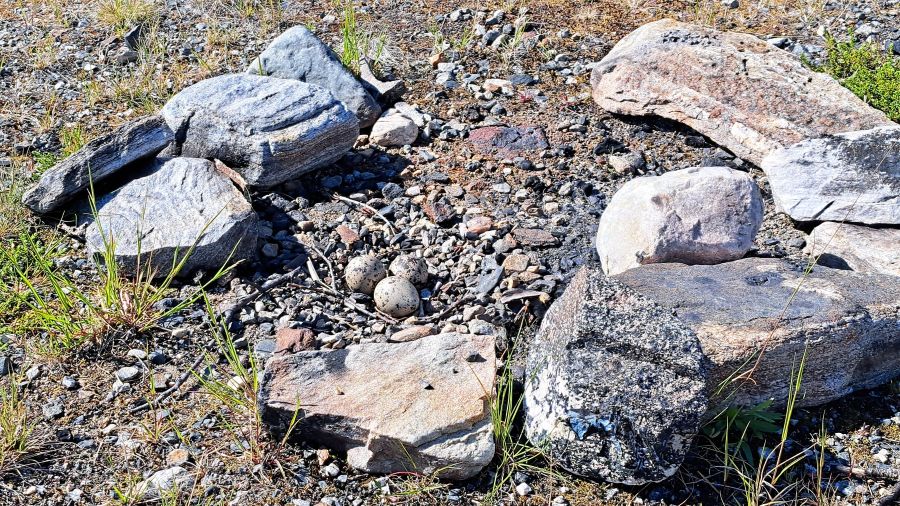 Vogelnest mit drei Eiern in einer Feuerstelle auf einem Stellplatz in Nordnorwegen