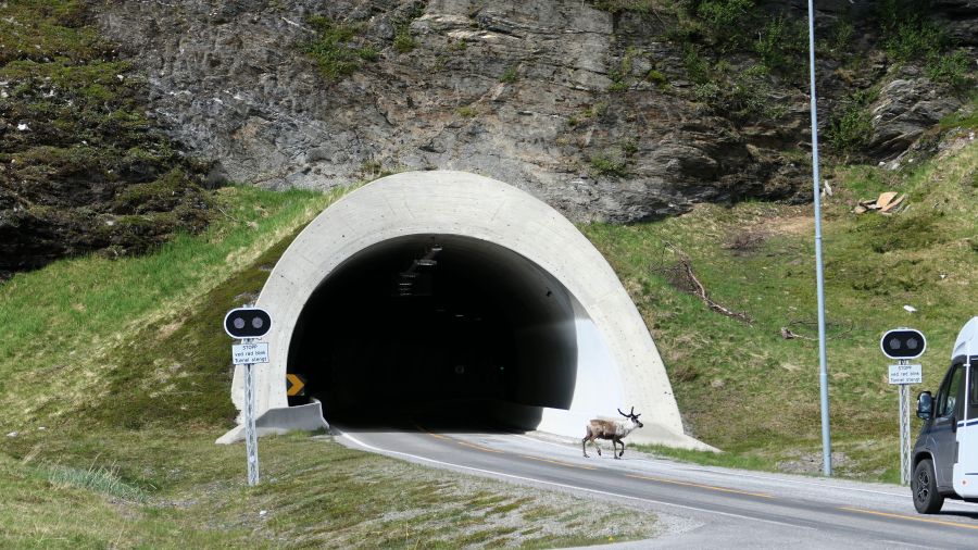 Rentier läuft vor der Einfahrt des Nordkapptunnels über die Straße