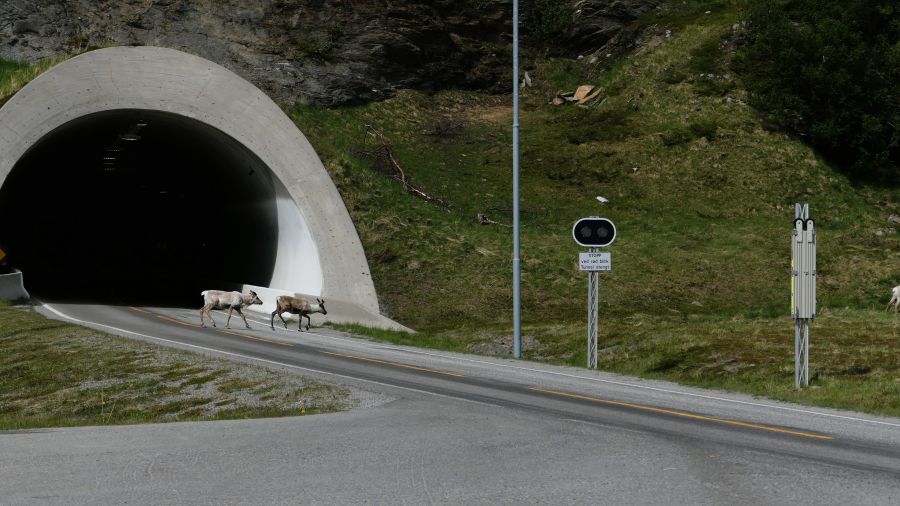 Zwei Rentiere überqueren die Straße am Nordkapptunnel