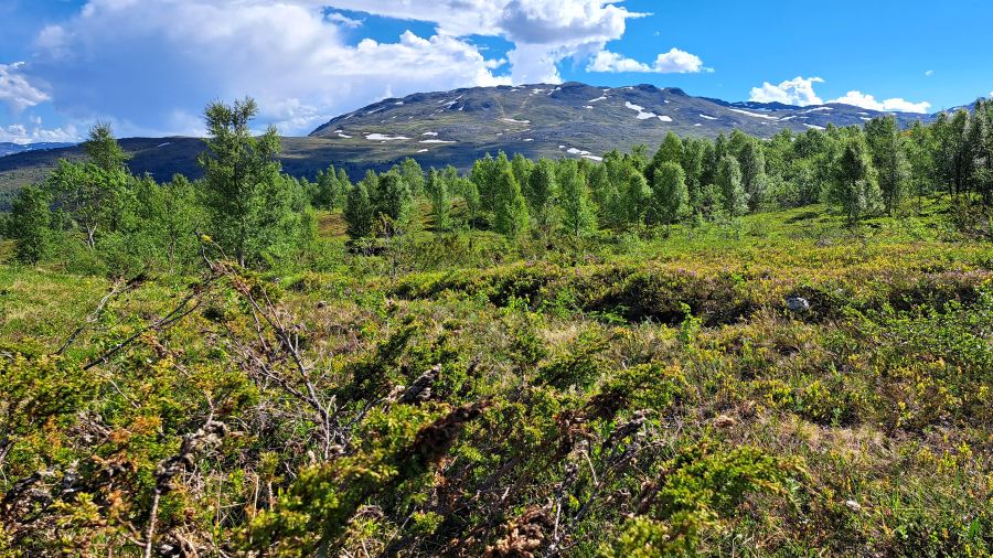 Geländespuren ehemaliger Schneezäune aus dem Zweiten Weltkrieg in Nordnorwegen