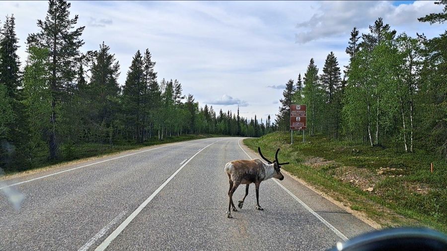 Rentier auf der Straße zwischen Rovaniemi und Inari
