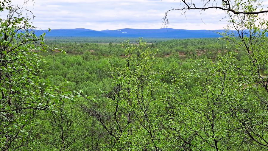 Blick in die finnische Weite bei der größten natürlichen Quelle Finnlands im Kevo-Naturschutzgebiet