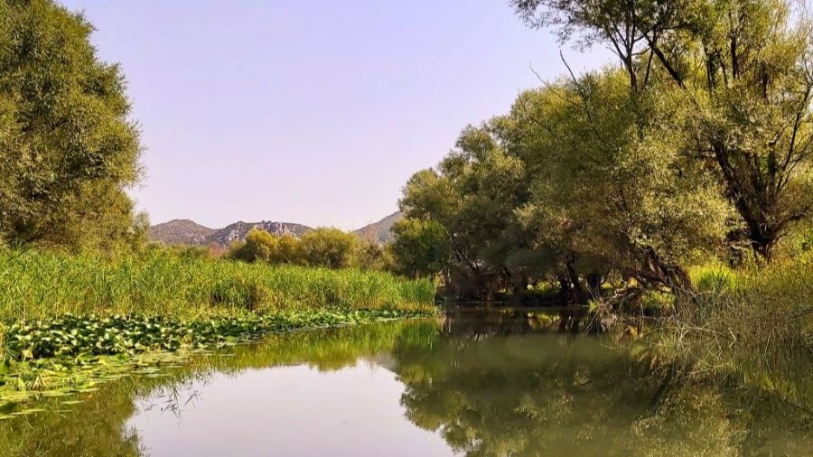 Seerosenfelder und Schilf auf der Rijeka Crnojevića im Nationalpark Skutarisee