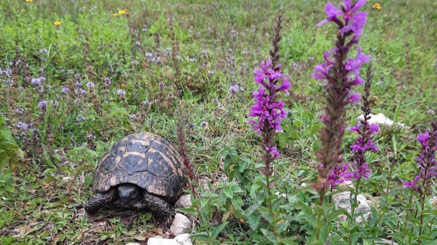Landschildkröte zwischen blühendem Blutweiderich in Montenegro