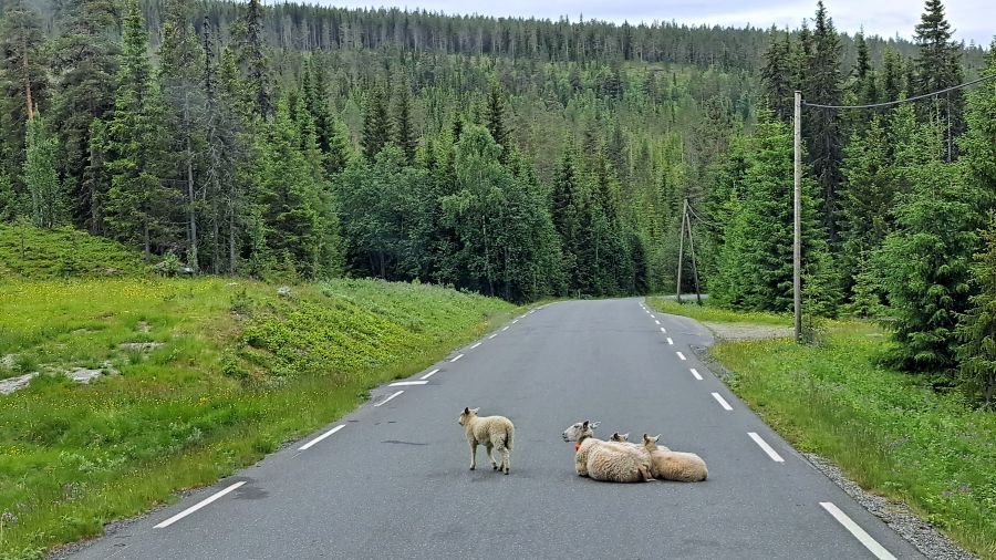 Schafe auf der Straße am Friisvegen in Norwegen