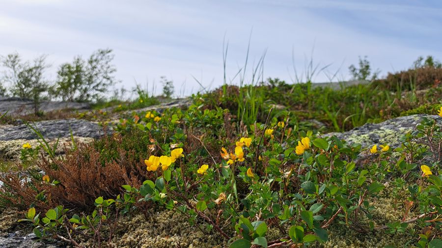Arktische Blumen zwischen Flechten auf felsigem Untergrund