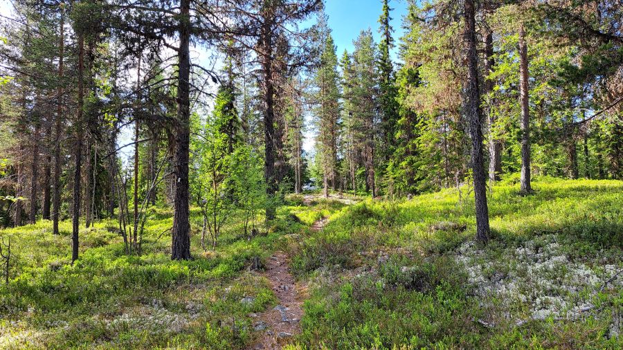 Norwegischer Wald an der Schlucht Jutulhogget