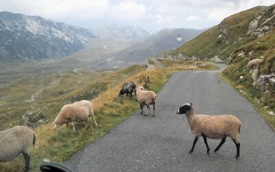 Durmitor-Ring, Nevidio-Canyon und Piva-Stausee in Montenegro