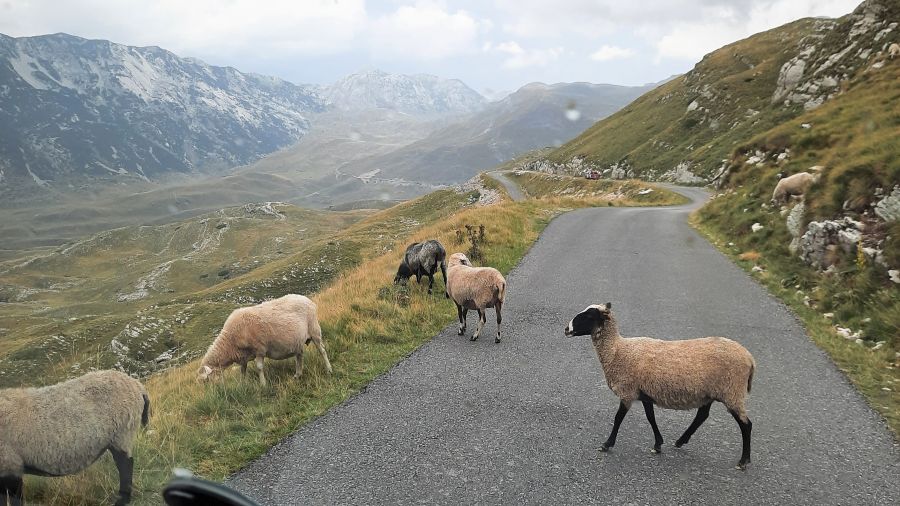 Schafe und Kühe auf der Straße im Durmitor-Nationalpark in Montenegro