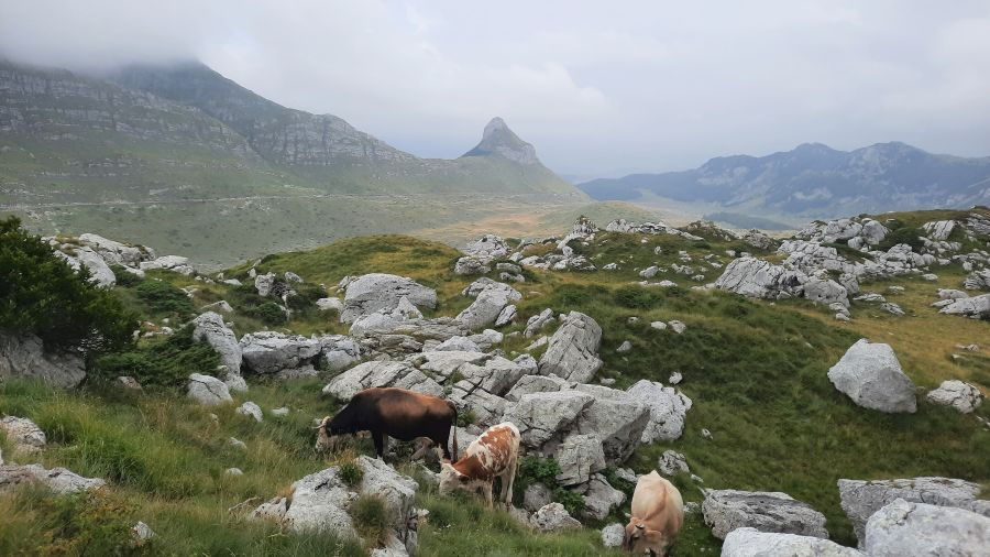 Kühe zwischen Kalkfelsen im Durmitor-Gebirge
